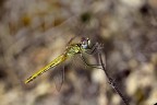 Libellula Libellula