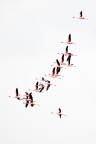 flamingos high-key flamingos high-key
