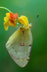 Il riparo della Colias... Il riparo della Colias...