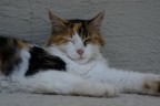 Gatto Gatto