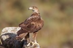 Aquila Aquila
