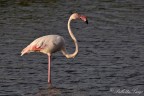 Fenicottero (Phoenicopterus roseus) Fenicottero (Phoenicopterus roseus)