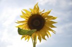 Girasole Girasole