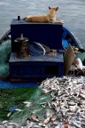 Il...pescIcane