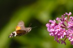 Macroglossum Stellatarum