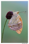 Argynnis Paphia Argynnis Paphia