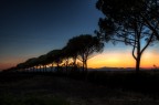 Il Tramonto della Pineta Maremmana... Il Tramonto della Pineta Maremmana...