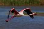 in volo in volo