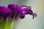 drops ... drops ...