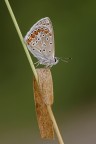 Aricia Agestis ( close up ) Aricia Agestis ( close up )