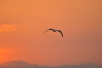 Volo nel mattino Volo nel mattino
