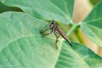 Asilide Asilide