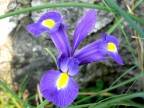 fiore fiore