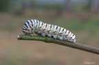 Papilio Machaon Papilio Machaon