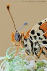 Melitaea didyma Melitaea didyma