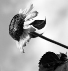Girasole Girasole