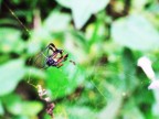 Aracne Aracne