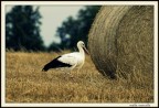 Cicogna Cicogna
