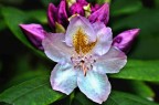 macro macro