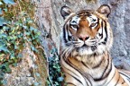 Tigre Siberiana 2 Tigre Siberiana 2