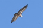 grifone in volo grifone in volo