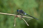 libellula ???? libellula ????