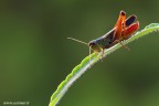 Stenobothrus lineatus Stenobothrus lineatus