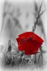 red red