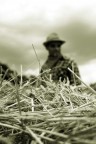 Il Grano I Il Grano I