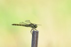Libellula Libellula