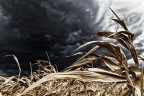 Grano e tempesta Grano e tempesta