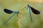 Virgo vs splendens... Virgo vs splendens...
