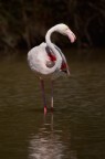 flamingo flamingo