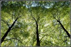 alberi... alberi...