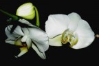 orchidea orchidea