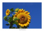 sunflower sunflower