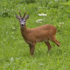 Ancora lui: lontano pronipote del Bambi di Felix Salten?