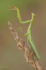 Mantide religiosa Mantide religiosa