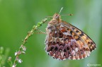Boloria titania Boloria titania