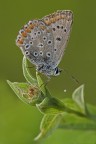 Licenide argentata... Licenide argentata...