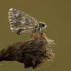 Pirgus ( parliamo di compo...? )