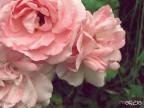 Rosa,Rosae,Rosam Rosa,Rosae,Rosam