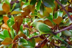 Parrocchetto Parrocchetto