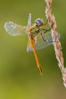 Sympetrum fonscolombii (f) Sympetrum fonscolombii (f)