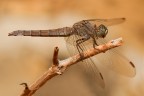 Orthetrum coerulescens Orthetrum coerulescens