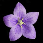 *** Fiore ***