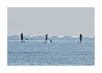 Spazzini del mare Spazzini del mare