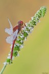 Crocothemis erythraea