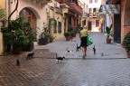 La signora dei gatti La signora dei gatti