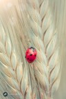 Una bella coccinella sulle spighe di grano.

Canon Eos 5D MkII+EF 100IS Macro - scatto a mano libera